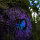 Un escorpión de Madagascar brilla bajo una luz ultravioleta.
Imagen: Roberto García Roa/British Ecological Society